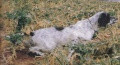 Setter Anglais GIUSI DEL DIANELLA Setter Anglais GIUSI DEL DIANELLA